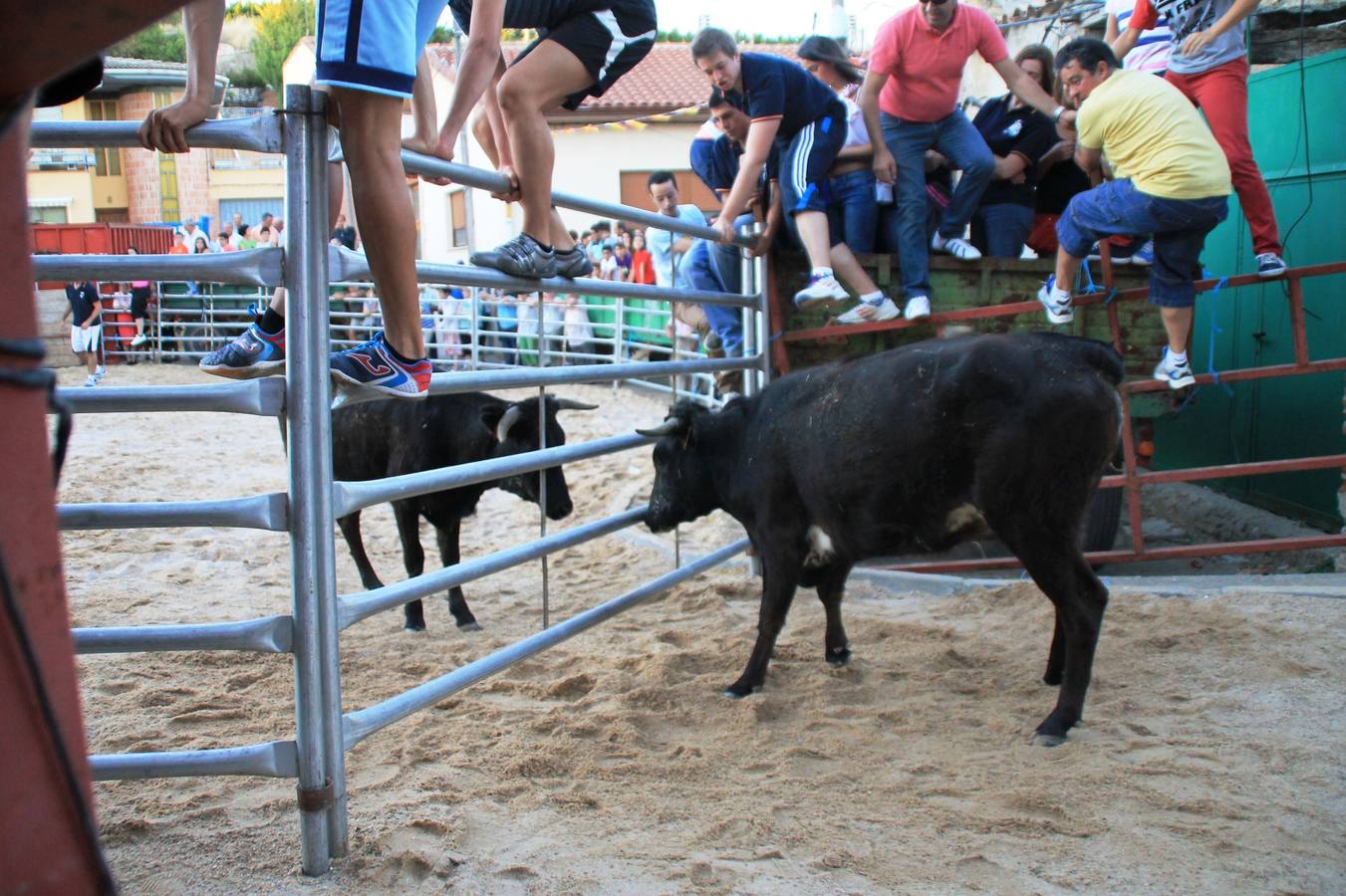 Primer encierro de las fiestas de Ciguñuela