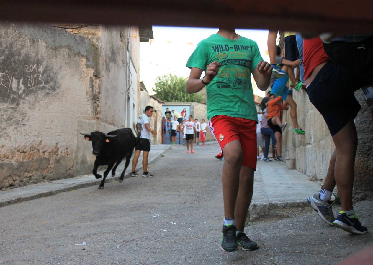 Primer encierro de las fiestas de Ciguñuela