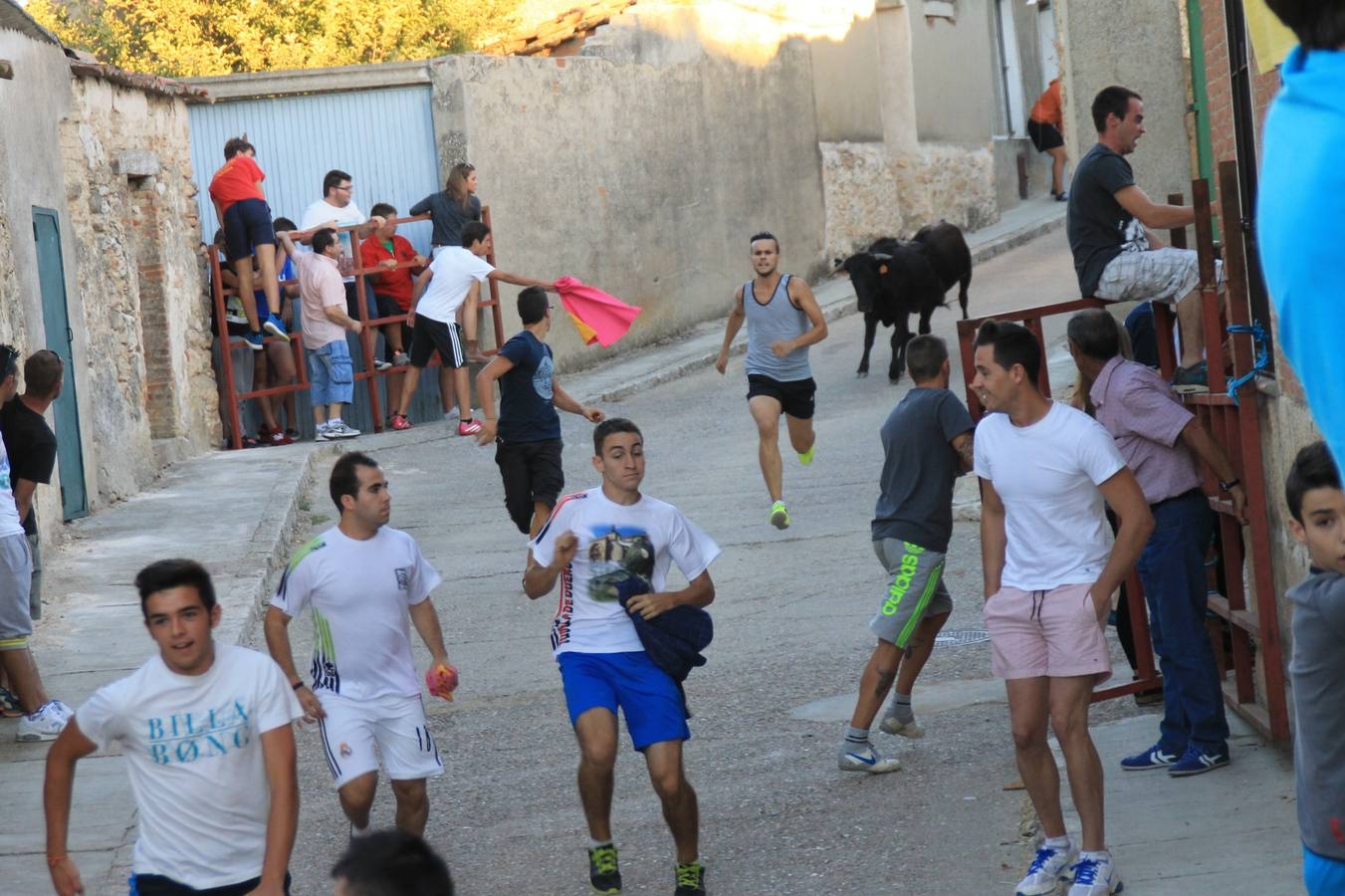 Primer encierro de las fiestas de Ciguñuela