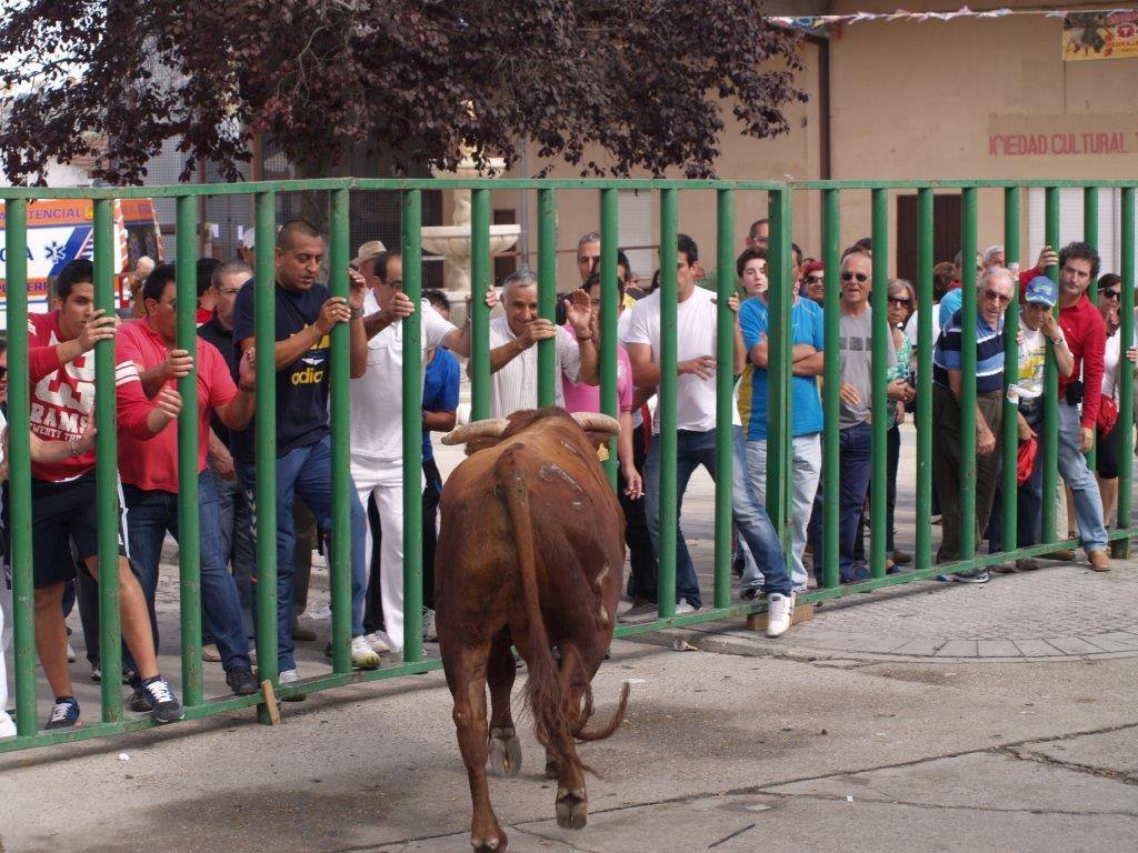 Tercer día de las fiestas de San Agustín en Pedrajas de San Esteban