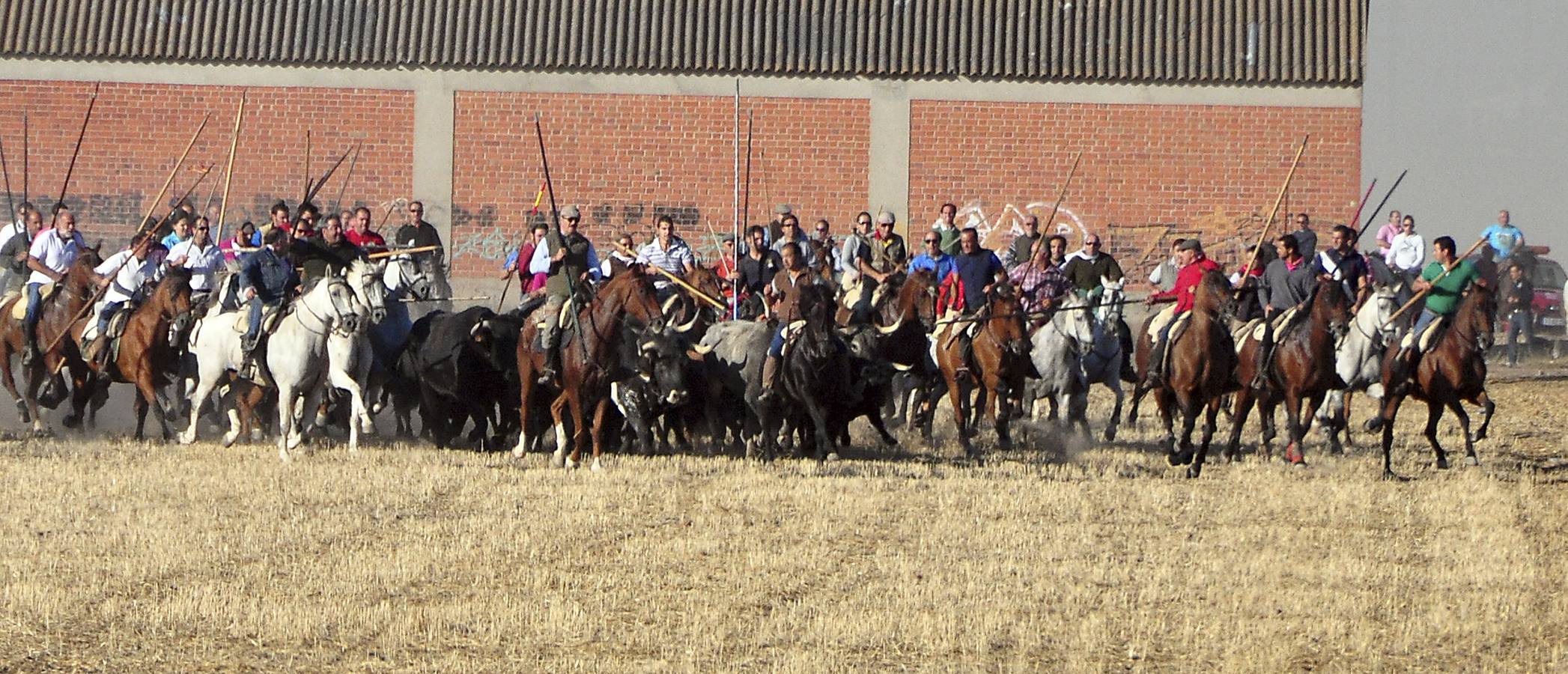 Último encierro de las fiestas de Medina del Campo