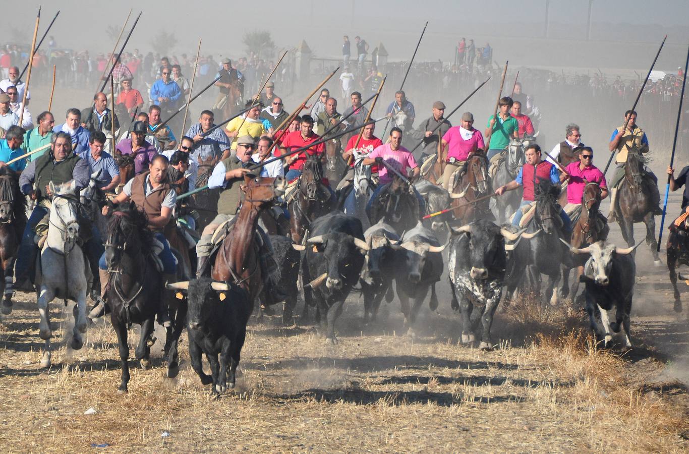 Último encierro de las fiestas de Medina del Campo