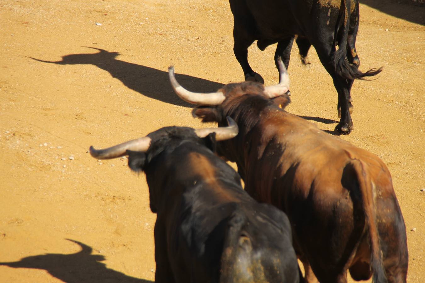 Cuarto encierro de las fiestas de Simancas