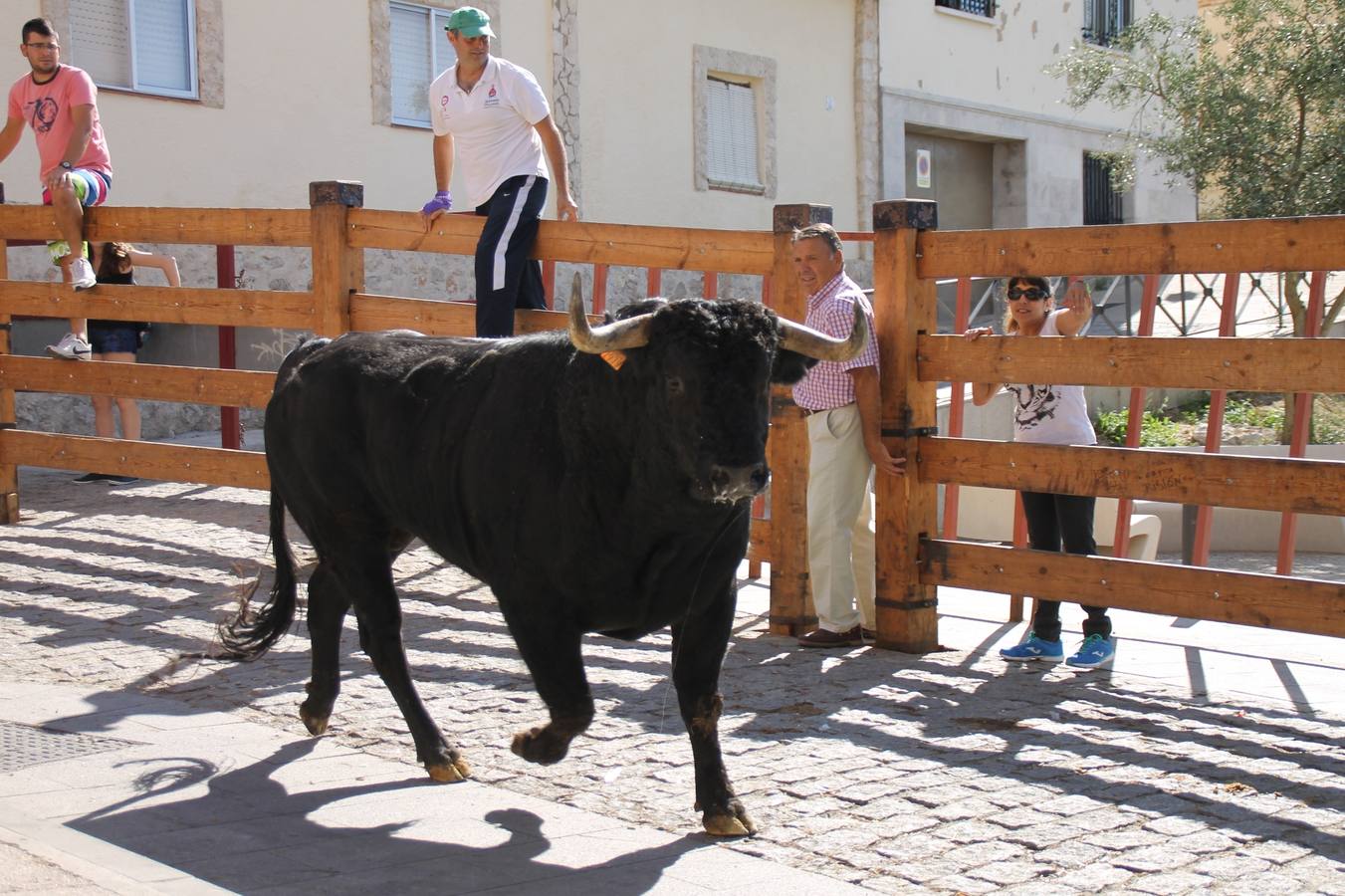 Último encierro de las fiestas de Simancas 2014