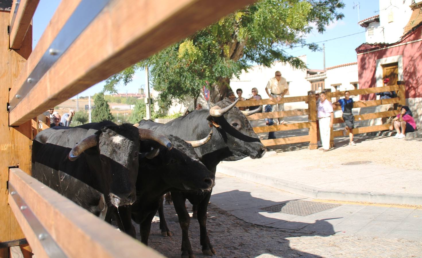 Último encierro de las fiestas de Simancas 2014