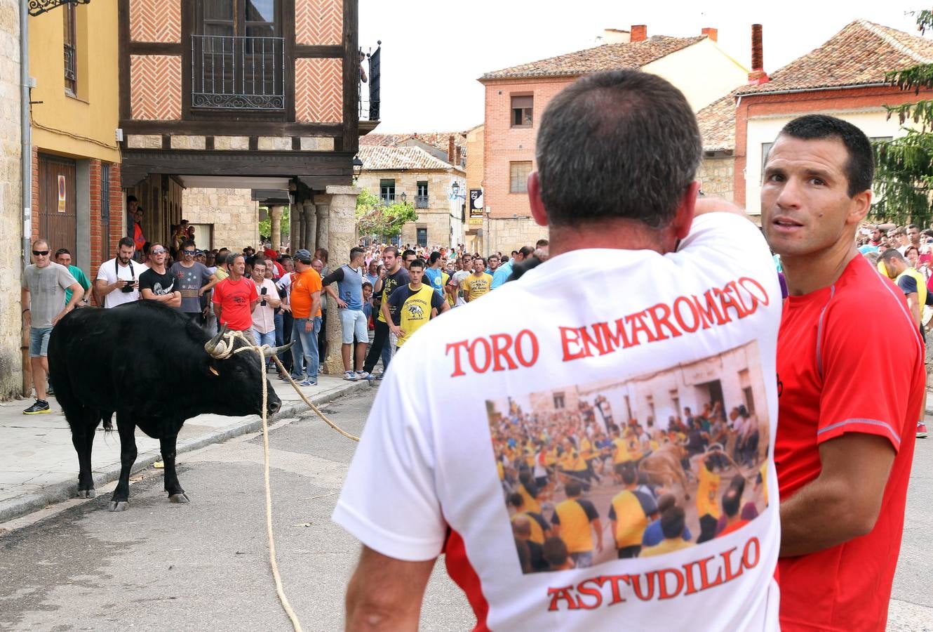 Celebración del &#039;toro enmaromado&#039; en Astudillo (Palencia)