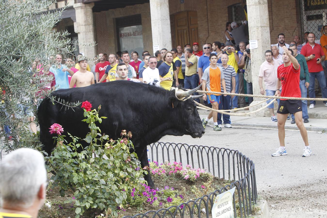 Celebración del &#039;toro enmaromado&#039; en Astudillo (Palencia)