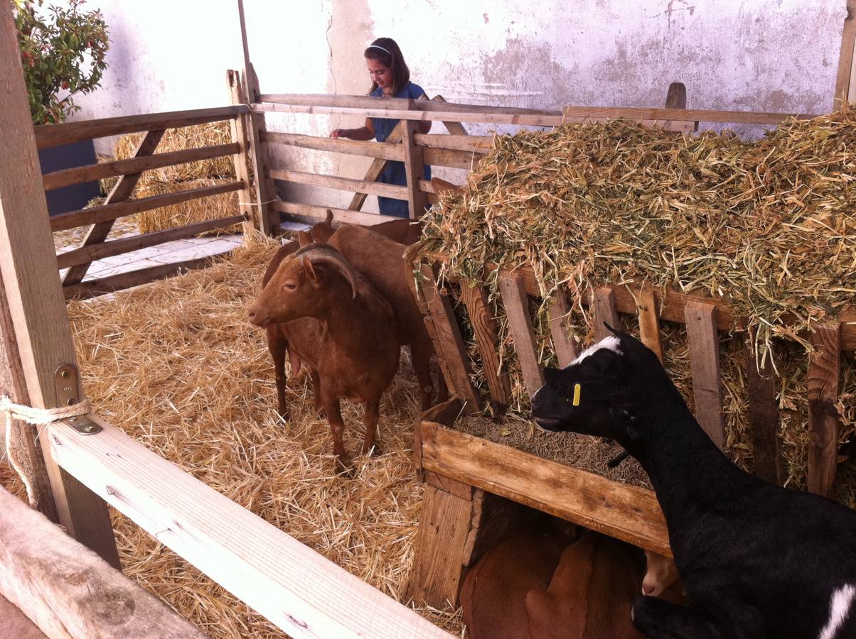 Feria de los Oficios en Villanueva de Duero