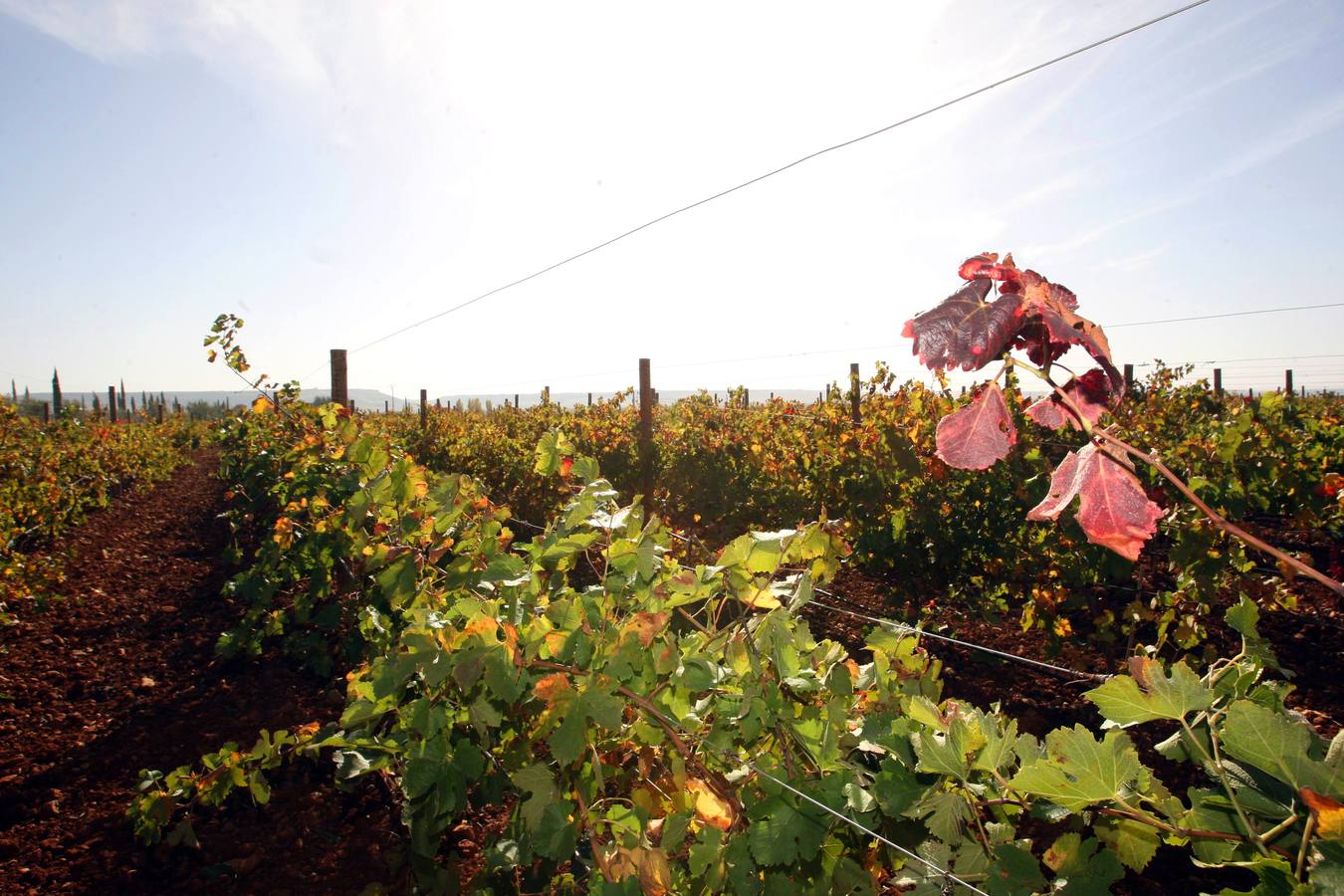 Inauguración de la bodega Heredad de Urueña (Valladolid)