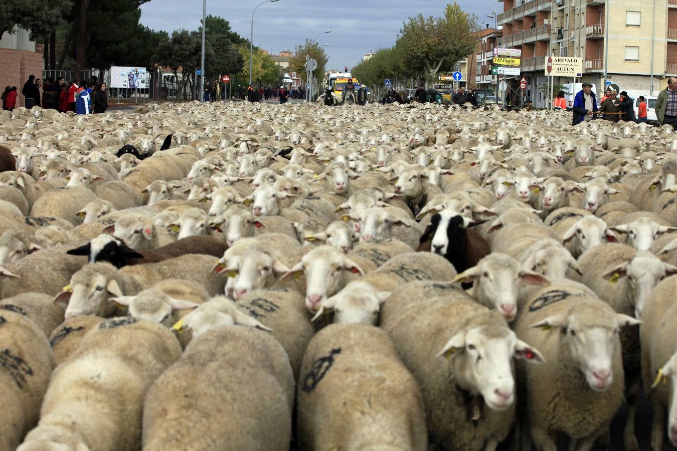 Arévalo acoge la Fiesta de la Mesta