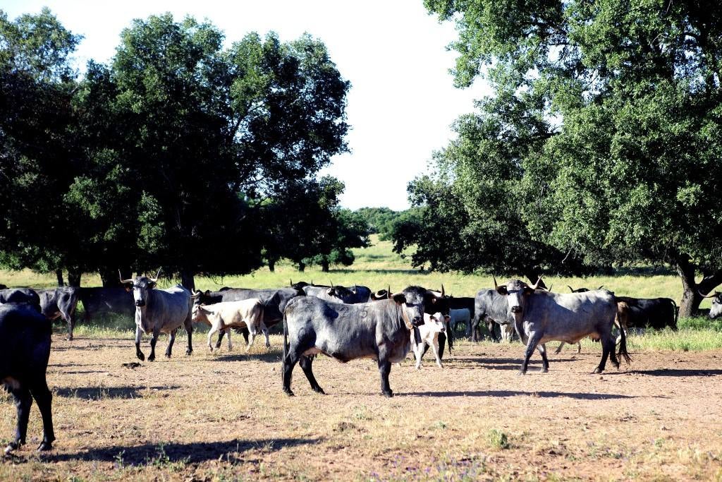 Finca El Tejado, en Salamanca.