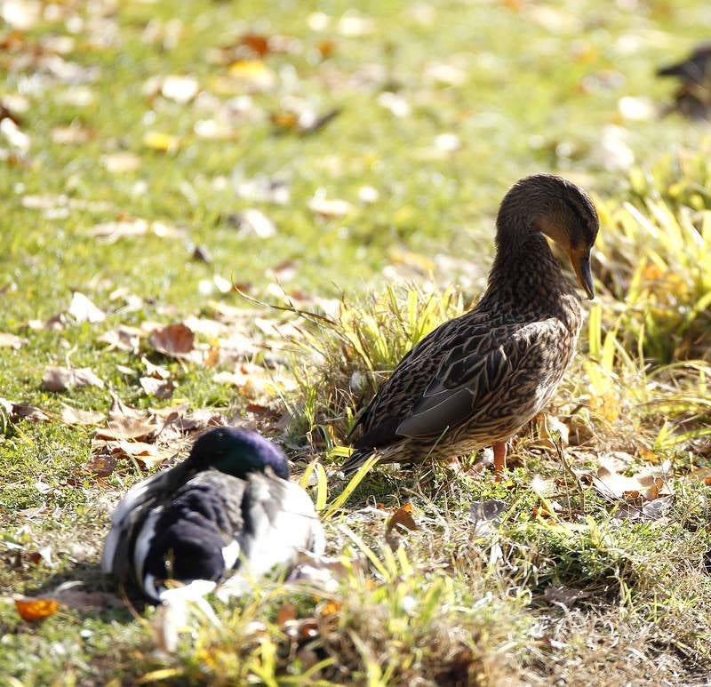 La fauna de otoño invade el río Carrión en Palencia