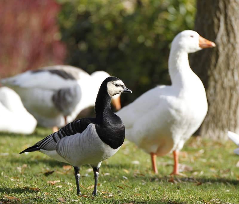 La fauna de otoño invade el río Carrión en Palencia