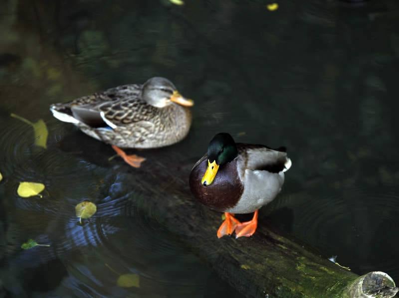 La fauna de otoño invade el río Carrión en Palencia