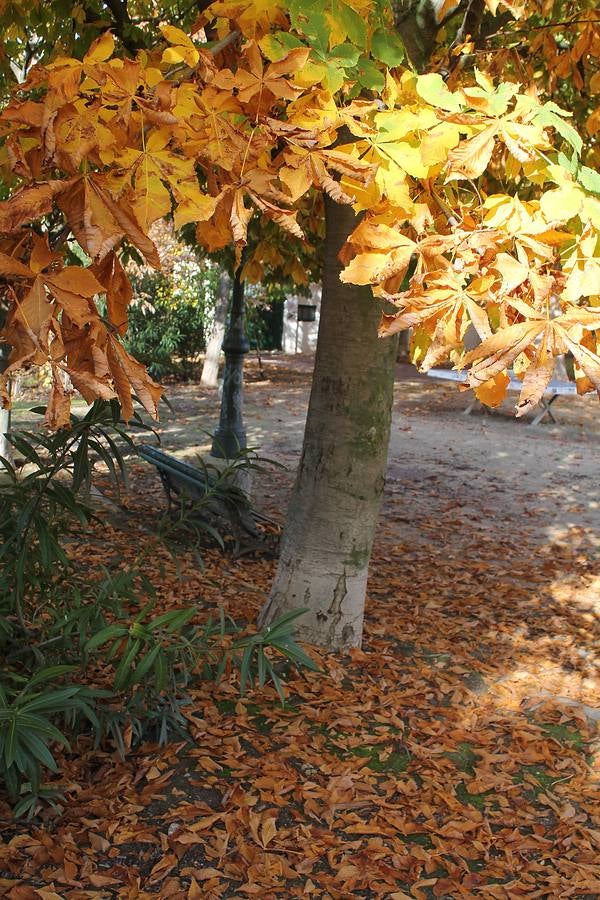 Otoño en Valladolid