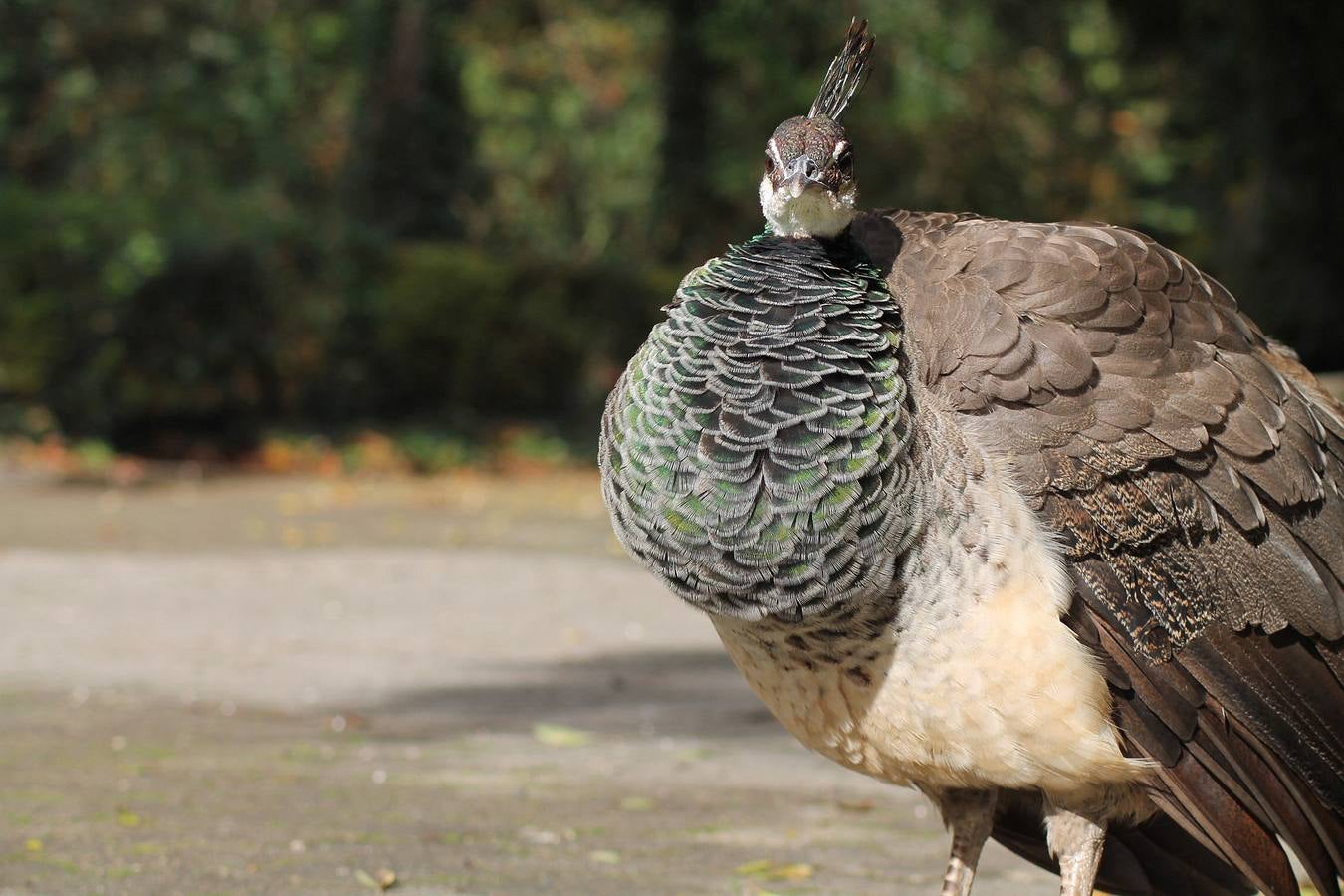 Otoño en el Campo Grande de Valladolid