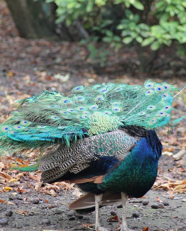 Otoño en el Campo Grande de Valladolid