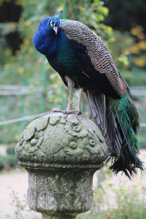Otoño en el Campo Grande de Valladolid