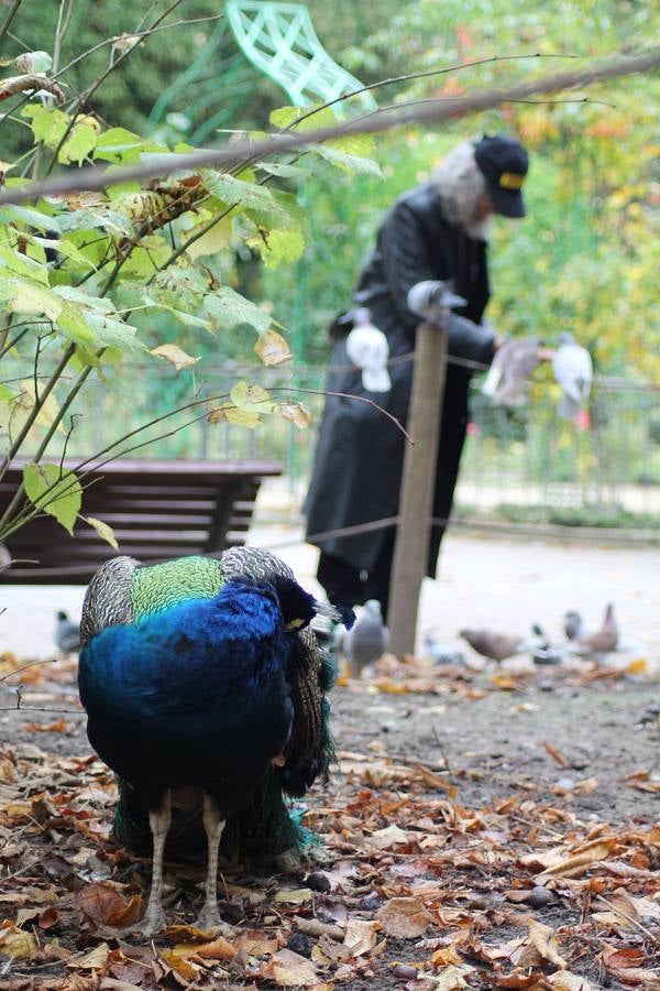 Otoño en el Campo Grande de Valladolid
