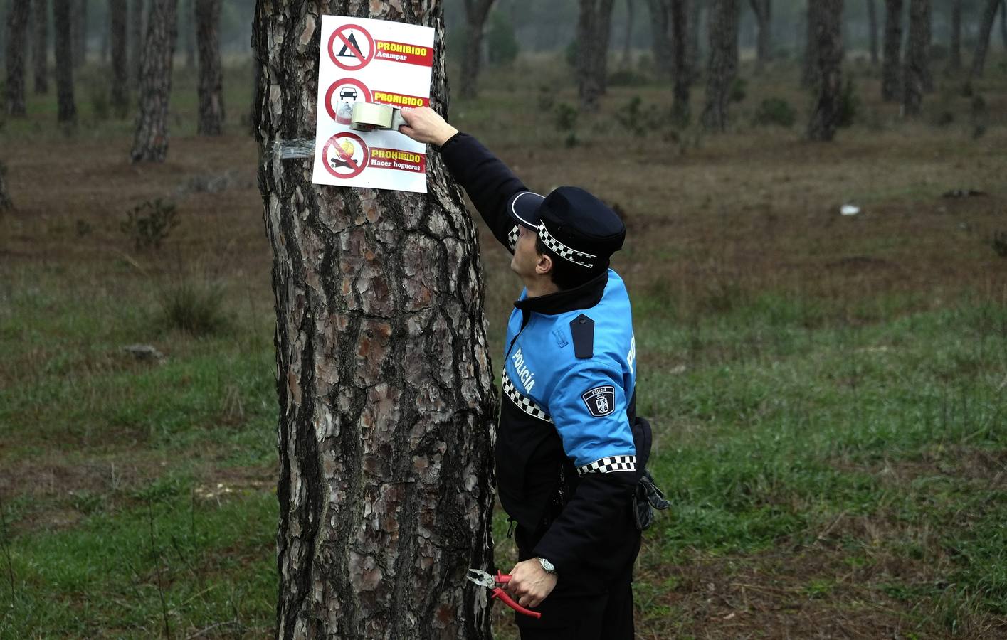 Vigilancia en el Pinar de Antequera ante la llegada de &#039;pingüinos&#039;