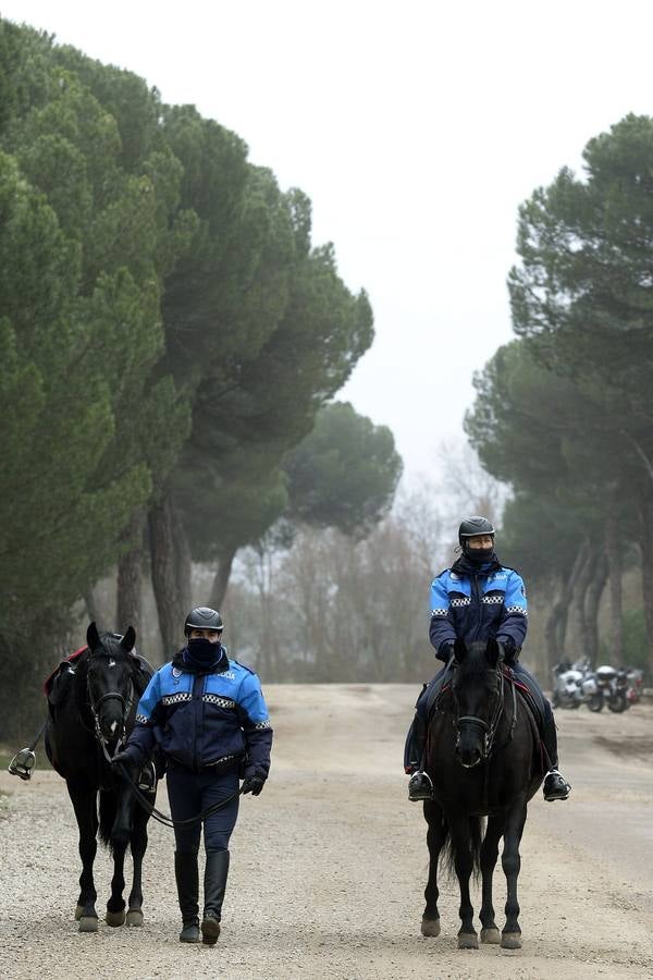 Vigilancia en el Pinar de Antequera ante la llegada de &#039;pingüinos&#039;