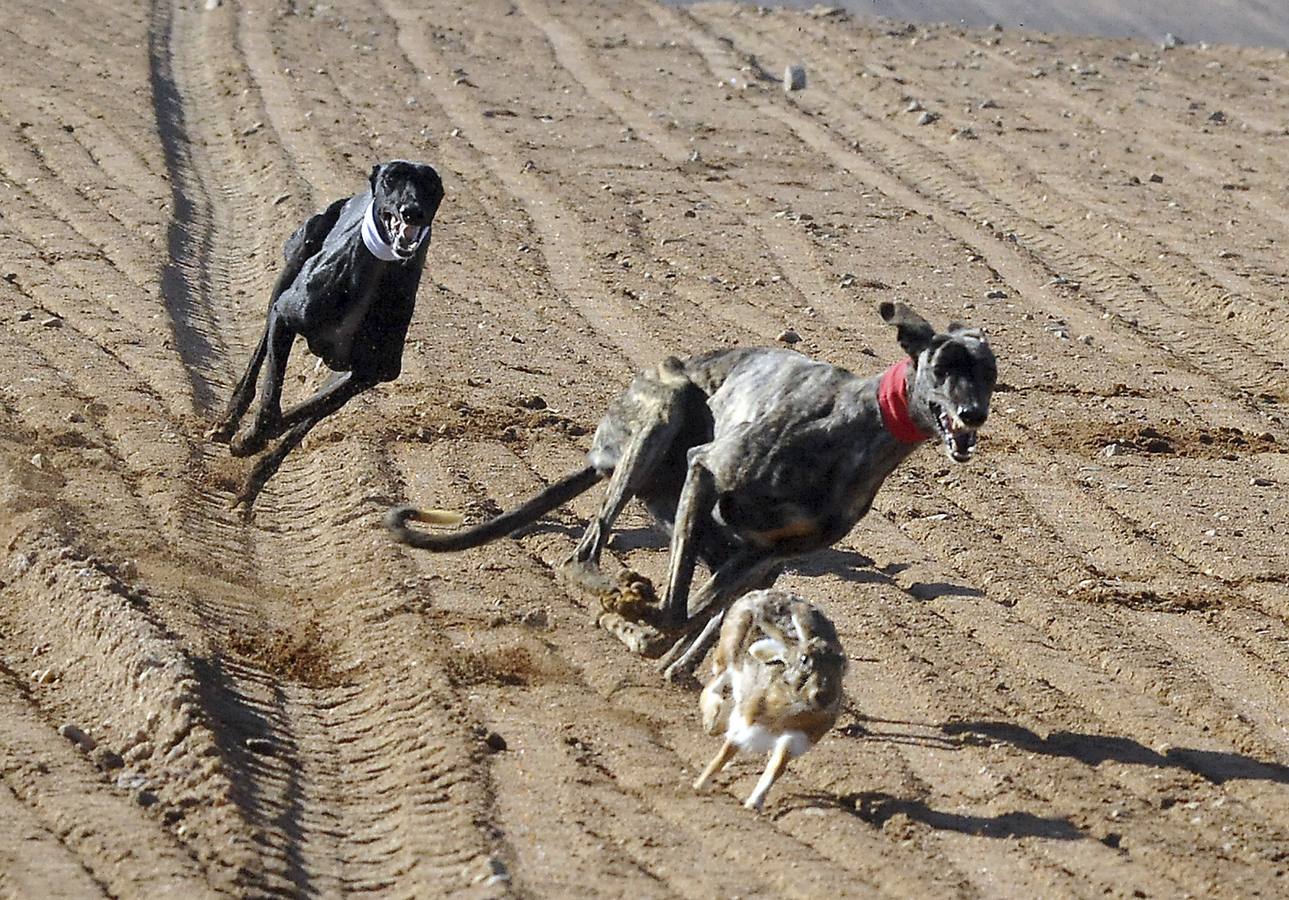 Primera jornada del Campeonato Nacional de Galgos
