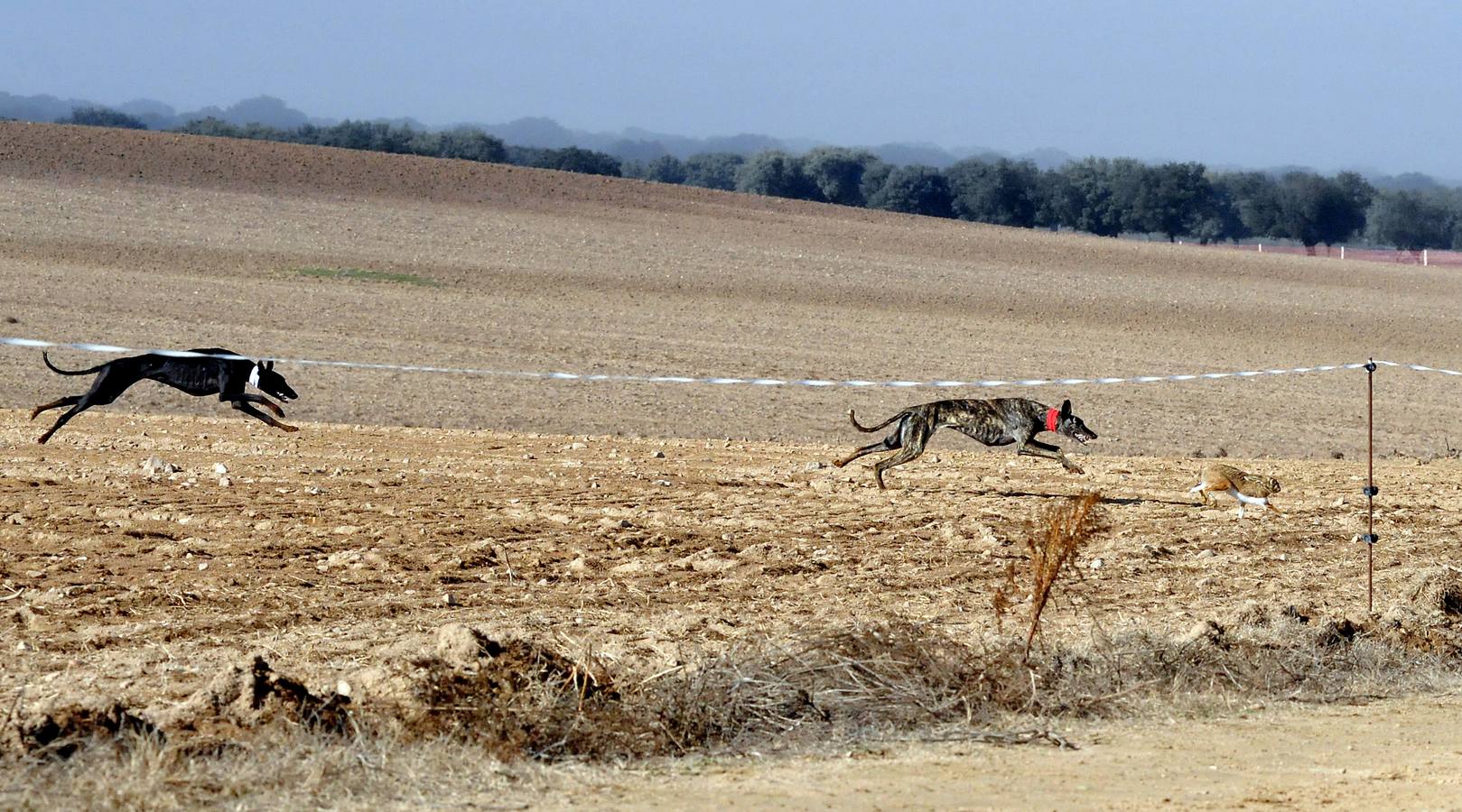 Primera jornada del Campeonato Nacional de Galgos