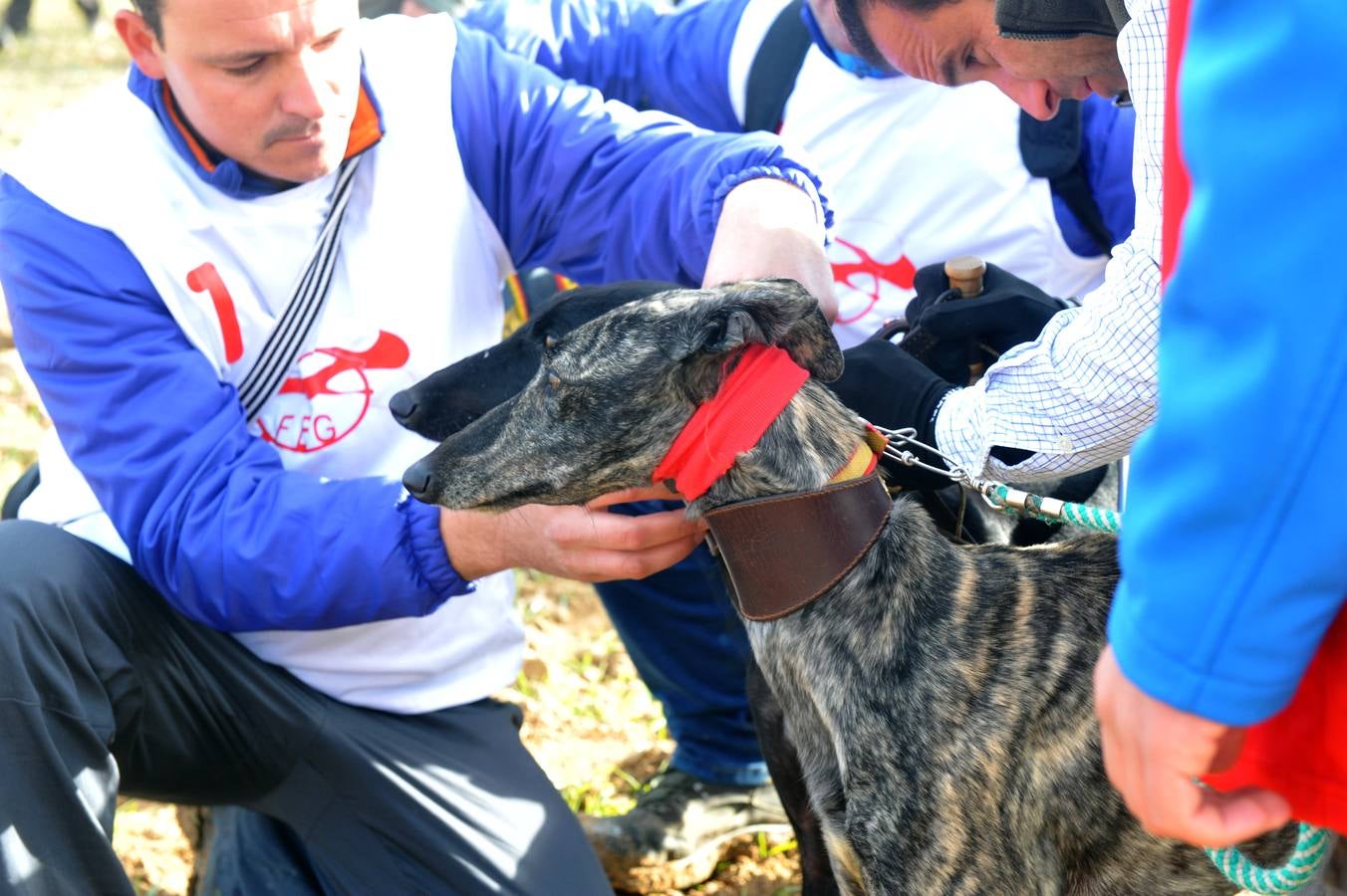 Segunda jornada del Campeonato Nacional de Galgos