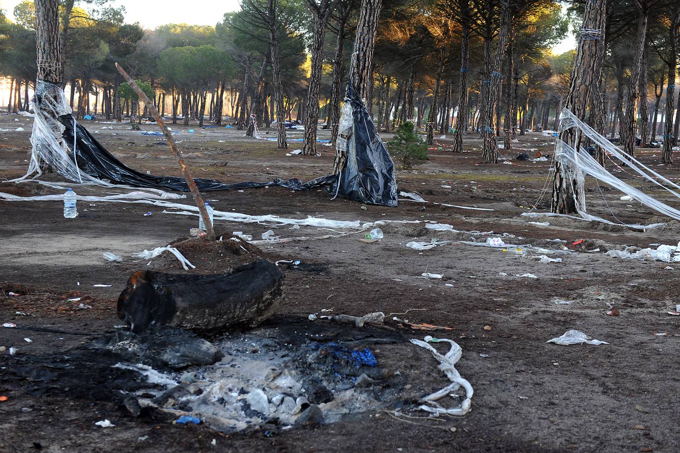 Trabajos de limpieza del pinar de Tordesillas tras el paso de Motauros