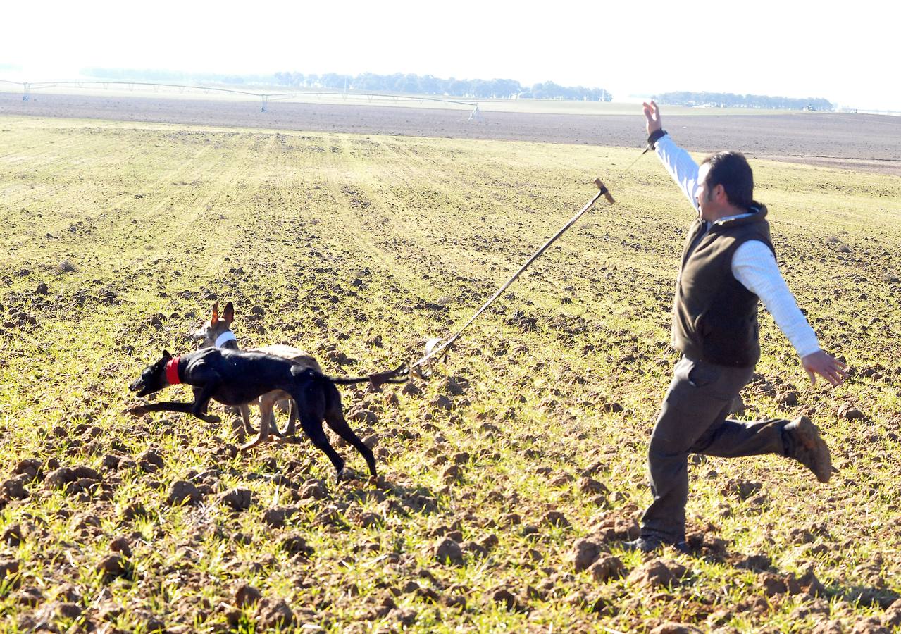 Final del Campeonato Nacional de Galgos en Campo 2015