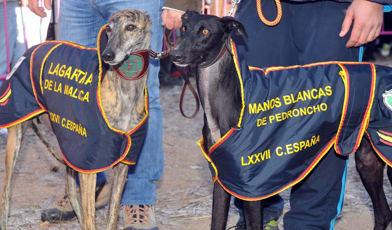 Final del Campeonato Nacional de Galgos en Campo 2015