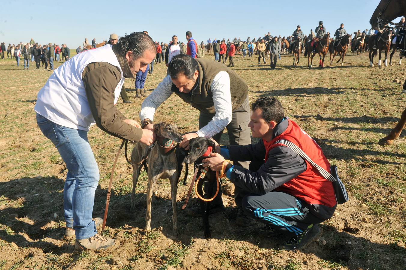 Final del Campeonato Nacional de Galgos en Campo 2015