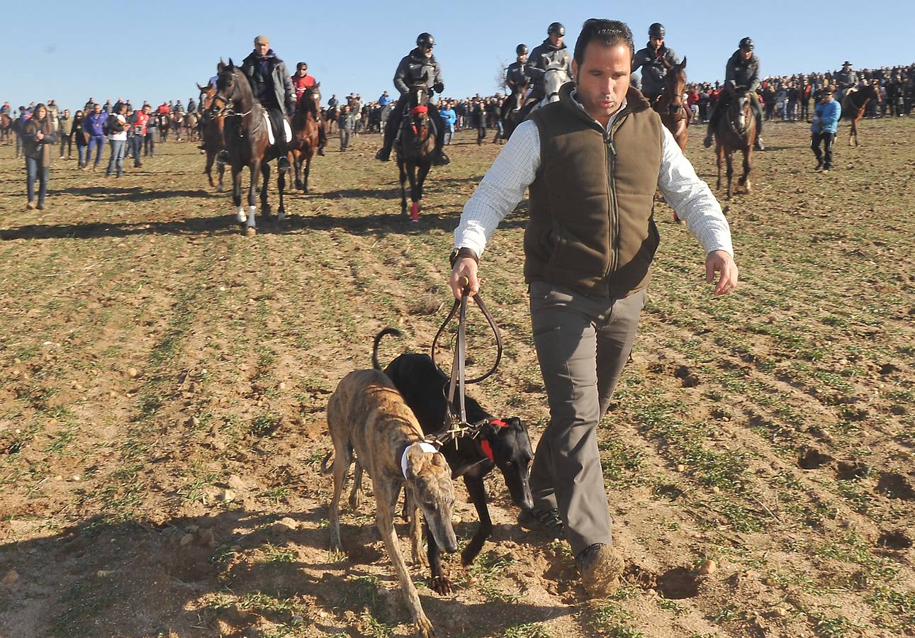 Final del Campeonato Nacional de Galgos en Campo 2015