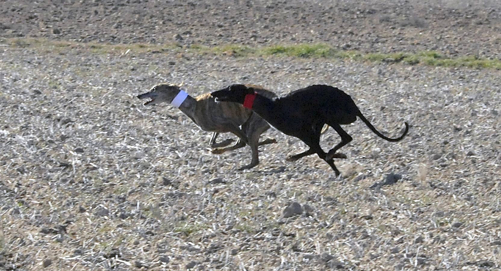 Final del Campeonato Nacional de Galgos en Campo 2015