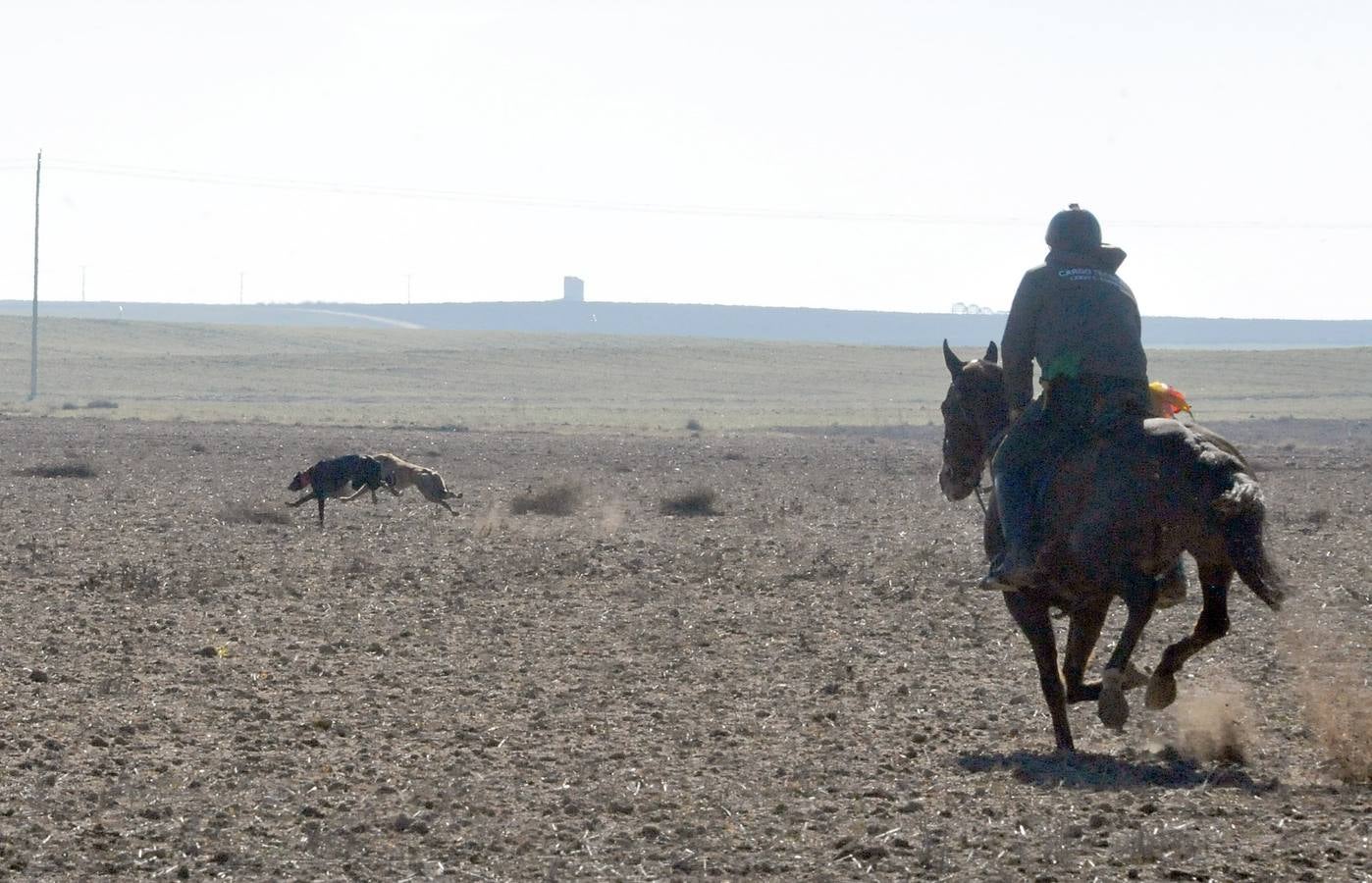 Final del Campeonato Nacional de Galgos en Campo 2015