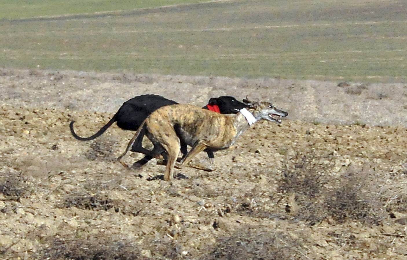 Final del Campeonato Nacional de Galgos en Campo 2015