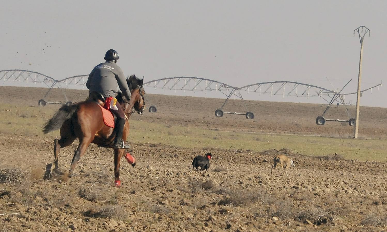 Final del Campeonato Nacional de Galgos en Campo 2015