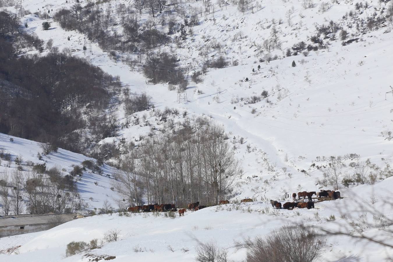 Ganado en Brañosera.