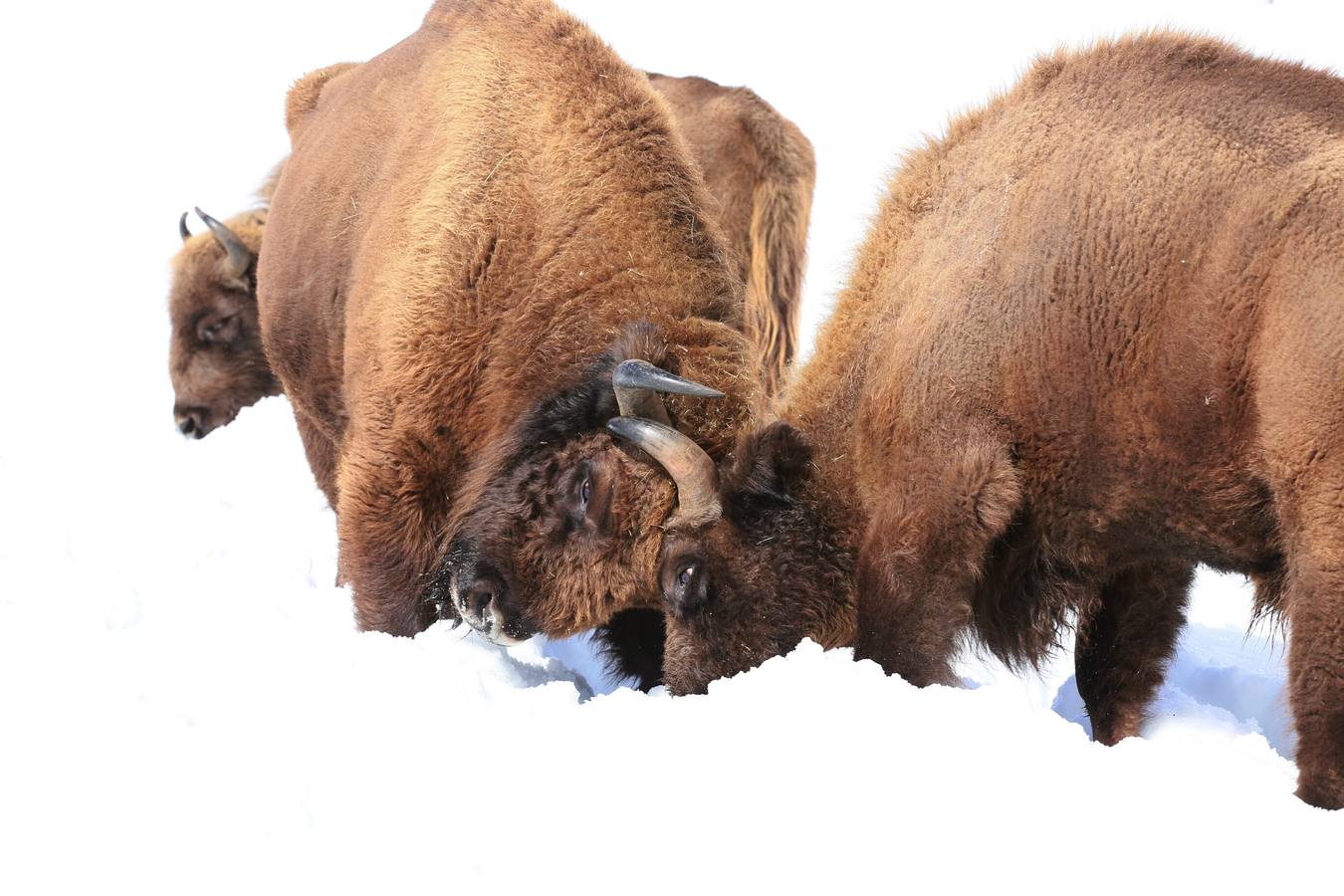 Bisontes en la nieve en San Cebrián de Mudá (Palencia)