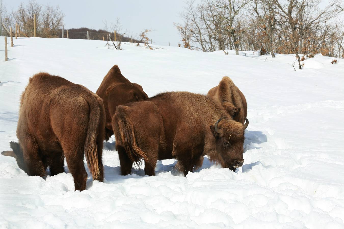 Bisontes en la nieve en San Cebrián de Mudá (Palencia)