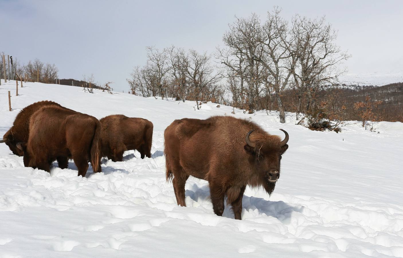 Bisontes en la nieve en San Cebrián de Mudá (Palencia)
