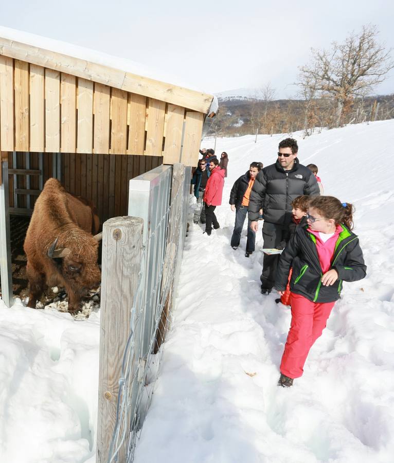 Bisontes en la nieve en San Cebrián de Mudá (Palencia)