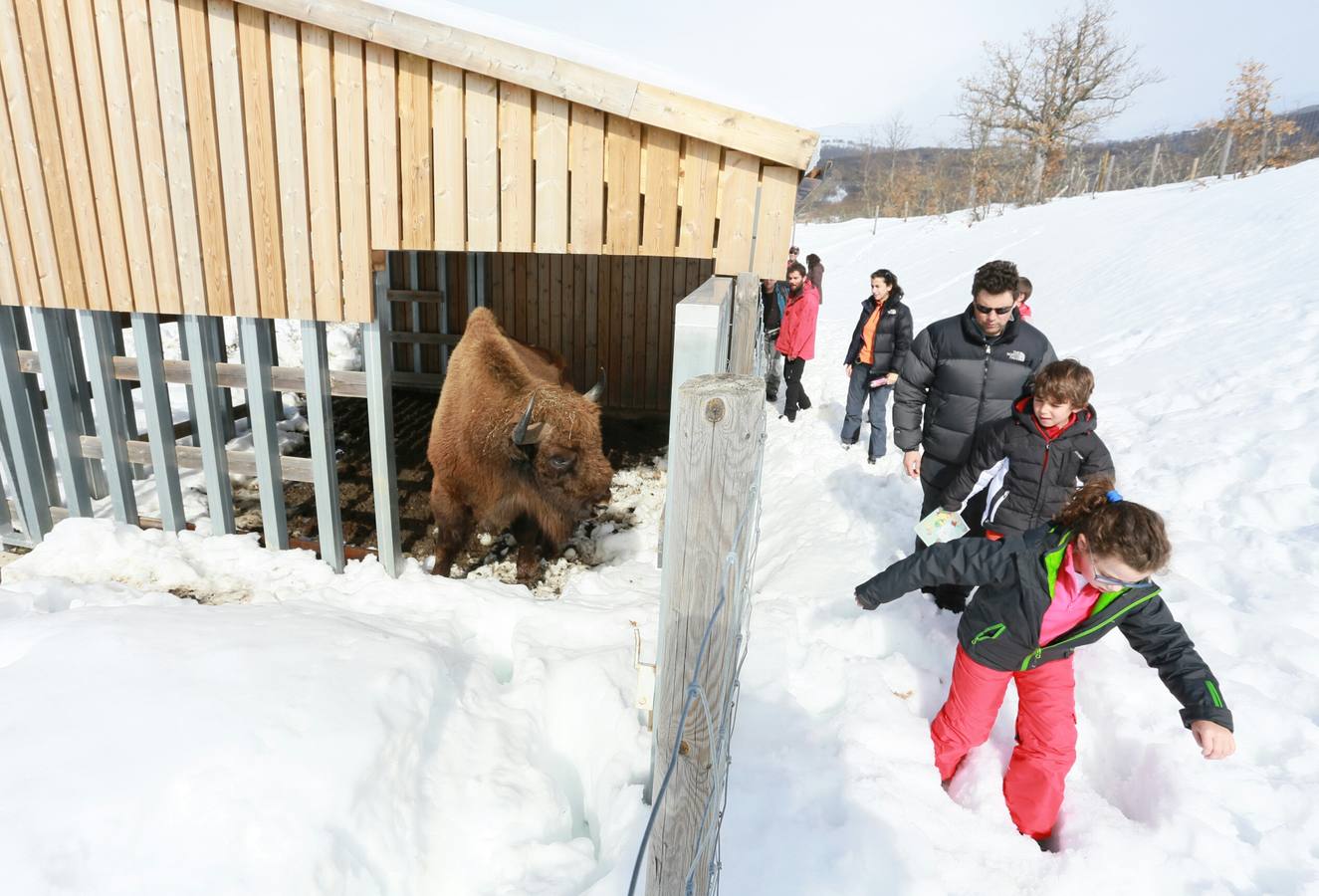 Bisontes en la nieve en San Cebrián de Mudá (Palencia)