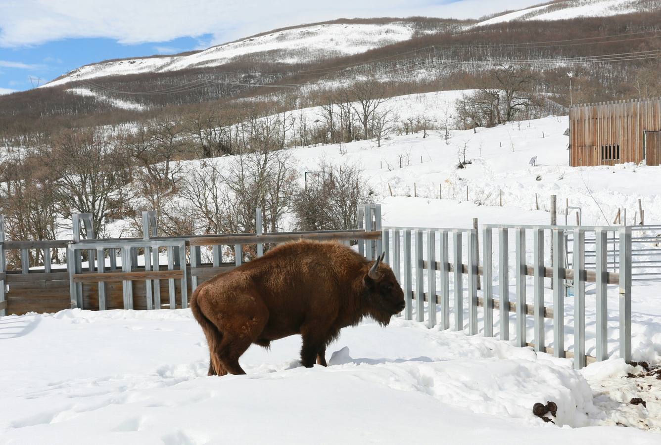 Bisontes en la nieve en San Cebrián de Mudá (Palencia)
