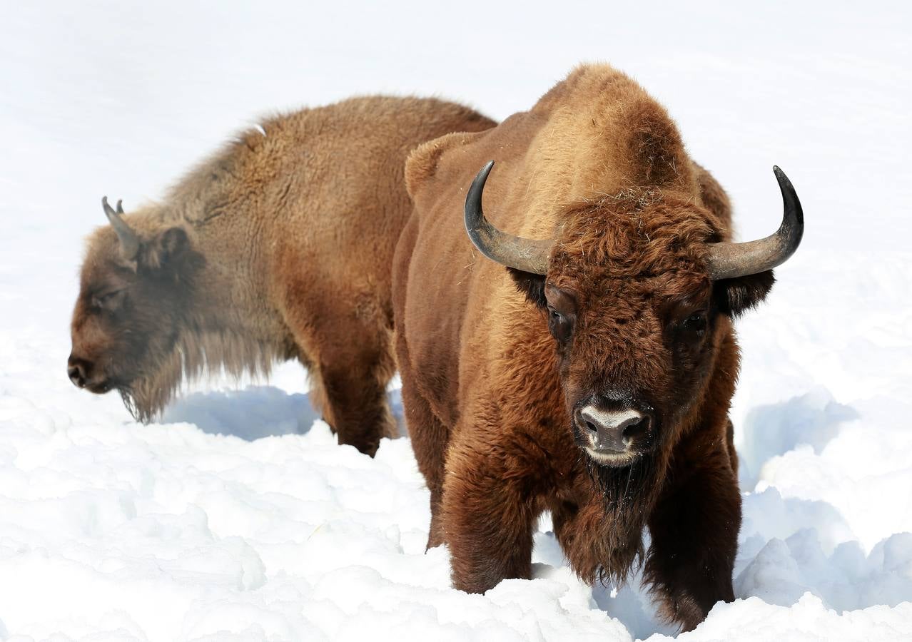 Bisontes en la nieve en San Cebrián de Mudá (Palencia)