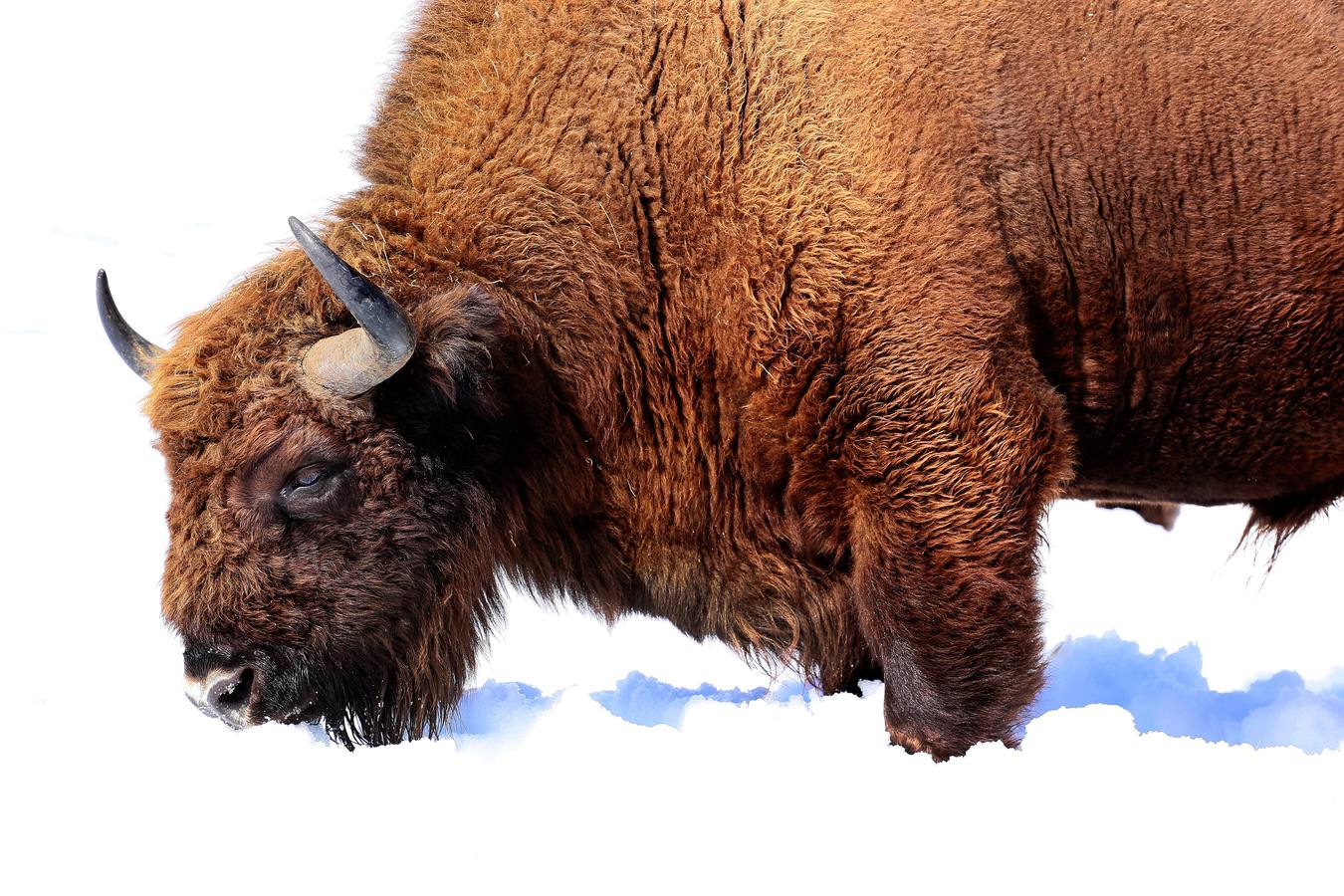 Bisontes en la nieve en San Cebrián de Mudá (Palencia)