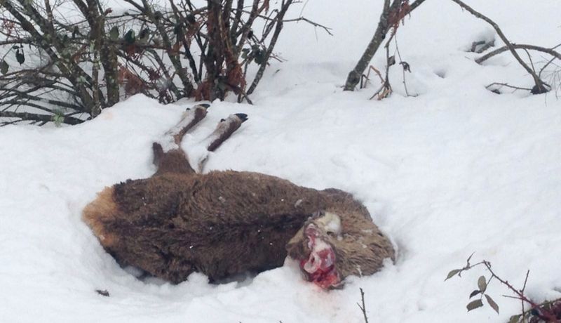 El temporal afecta a la superviviencia de ciervos y corzos en Picos de Europa