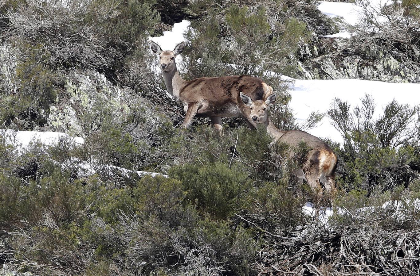 Reserva Regional de Caza de Riaño (León)