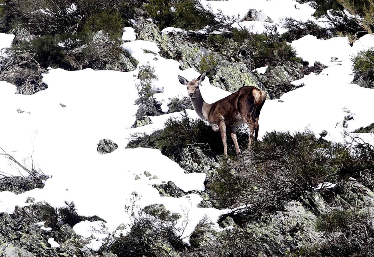 Reserva Regional de Caza de Riaño (León)