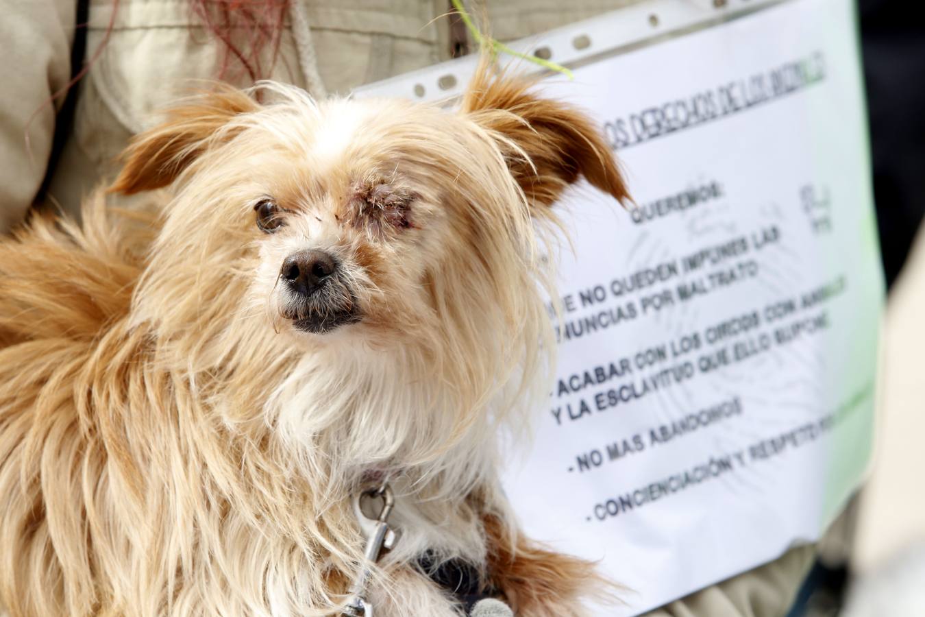 Marcha por los derechos de los animales en León